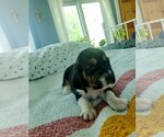 Small Photo #25 Basset Hound Puppy For Sale in PETERSBURG, IN, USA
