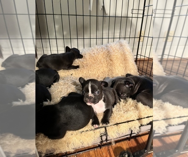 Medium Photo #10 French Bulldog Puppy For Sale in CLARKS SUMMIT, PA, USA