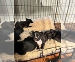Small Photo #10 French Bulldog Puppy For Sale in CLARKS SUMMIT, PA, USA