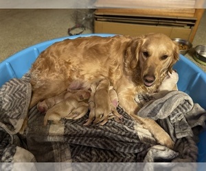 Mother of the Golden Retriever puppies born on 08/06/2022