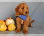 Small Photo #4 Goldendoodle (Miniature) Puppy For Sale in MILLERSBURG, OH, USA