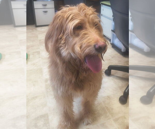 Medium Photo #3 Golden Retriever-Unknown Mix Puppy For Sale in Raleigh, NC, USA