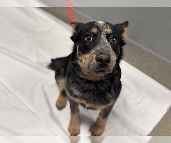 Medium Photo #1 Mutt Puppy For Sale in Las Vegas, NV, USA