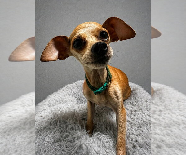 Medium Photo #1 Chihuahua Puppy For Sale in Evansville, IN, USA