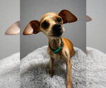 Small Chihuahua