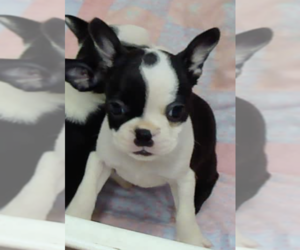 Boston Terrier Puppy for sale in CRKD RVR RNCH, OR, USA