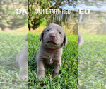 Small Photo #11 Labrador Retriever Puppy For Sale in WARNER ROBINS, GA, USA