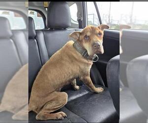 American Staffordshire Terrier-Unknown Mix Dogs for adoption in San Antonio, TX, USA