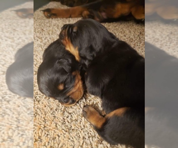 Medium Photo #7 Rottweiler Puppy For Sale in EAST WILLINGTON, CT, USA