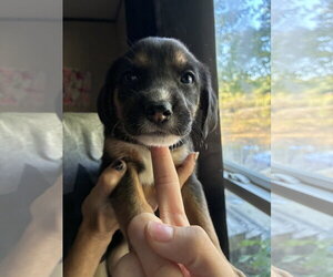 Coonhound-Unknown Mix Dogs for adoption in Holly Springs, NC, USA