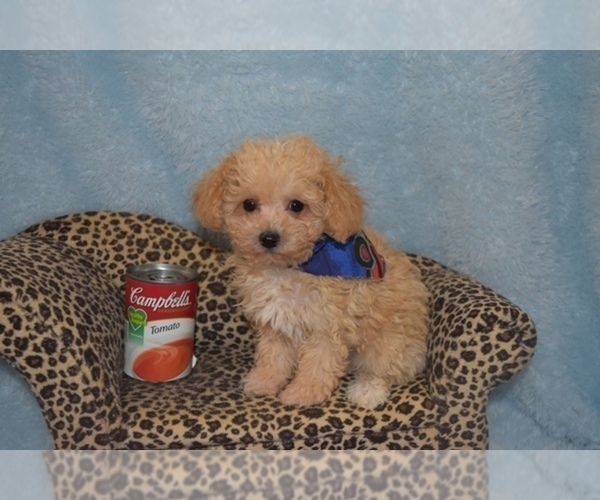 Medium Photo #8 Maltipoo Puppy For Sale in SANGER, TX, USA