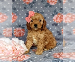 Cocker Spaniel-Poodle (Miniature) Mix Puppy for sale in CHRISTIANA, PA, USA