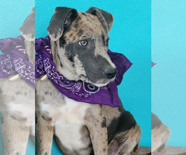 Medium Photo #2 Catahoula Leopard Dog-Unknown Mix Puppy For Sale in Mt. Laurel, NJ, USA