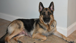 Mother of the German Shepherd Dog puppies born on 12/22/2016