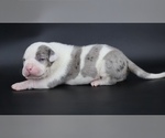 Small #1 American Bully
