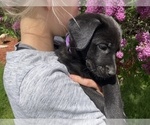 Small Photo #5 Labrador Retriever Puppy For Sale in BREWSTER, WA, USA