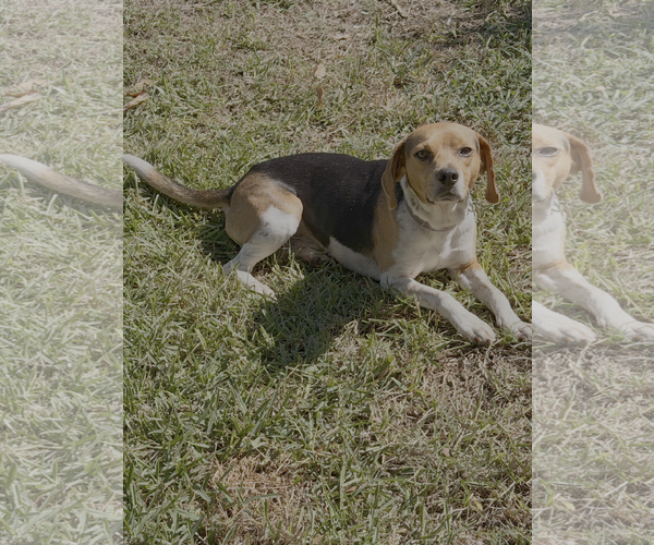 Medium Photo #1 Beagle Puppy For Sale in Tampa, FL, USA
