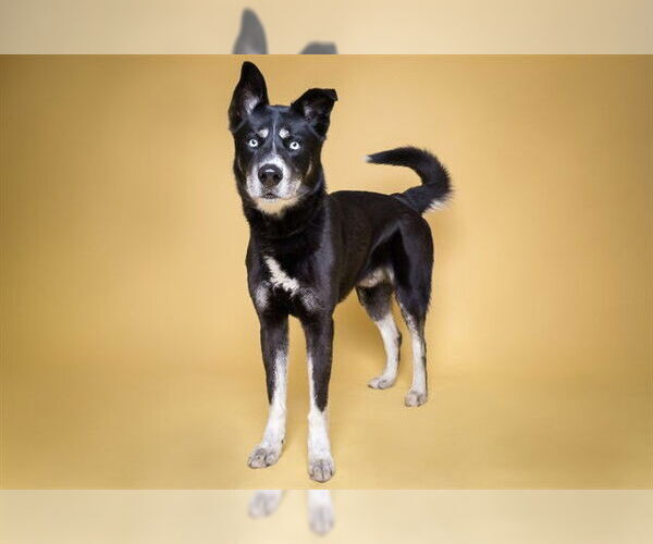 Medium Photo #3 Australian Kelpie-Siberian Husky Mix Puppy For Sale in Corona, CA, USA