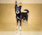Small #2 Australian Kelpie-Siberian Husky Mix