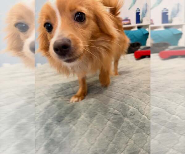 Medium Photo #10 Pomeranian-Unknown Mix Puppy For Sale in San Francisco, CA, USA