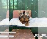 Small #1 Yorkshire Terrier
