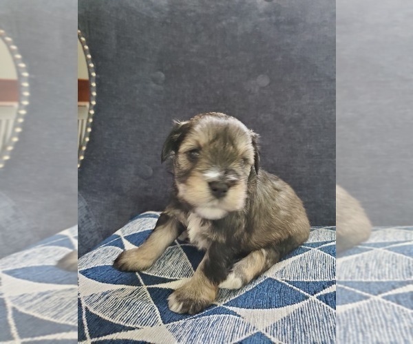 Medium Photo #5 Schnauzer (Miniature) Puppy For Sale in LEESBURG, VA, USA
