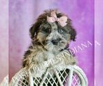 Small Photo #34 Poodle (Miniature) Puppy For Sale in WARSAW, IN, USA