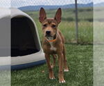 Small #1 Basenji-German Shepherd Dog Mix