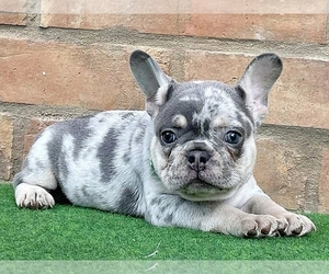 French Bulldog Puppy for sale in BOSTON, MA, USA