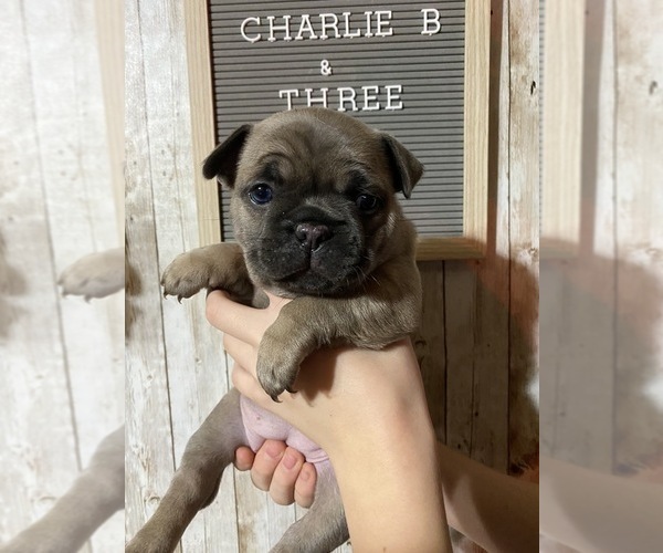 View Ad: French Bulldog Puppy for Sale near Tennessee ...