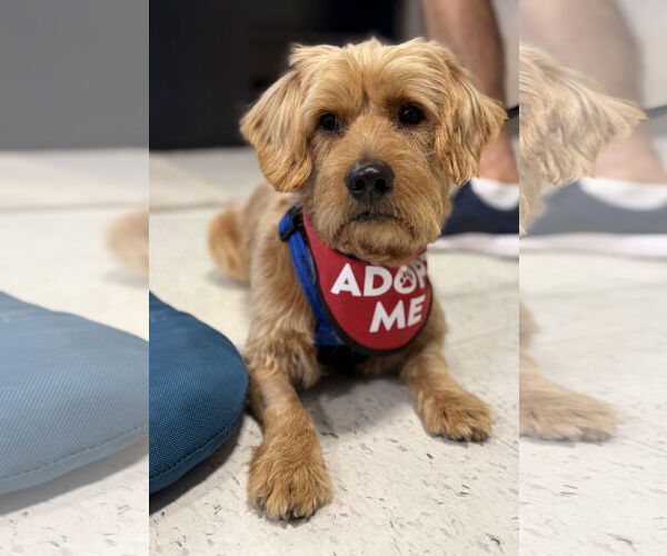 Medium Photo #7 Doodle Puppy For Sale in Mission Viejo, CA, USA