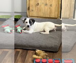 Small #1 Pekingese Mix