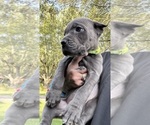 Puppy Malani Cane Corso