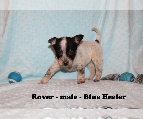Medium Photo #4 Australian Cattle Dog-Rat Terrier Mix Puppy For Sale in CLARKRANGE, TN, USA