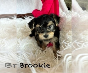 Morkie Puppy for sale in ROCK STREAM, NY, USA