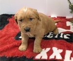Puppy Heath Golden Retriever