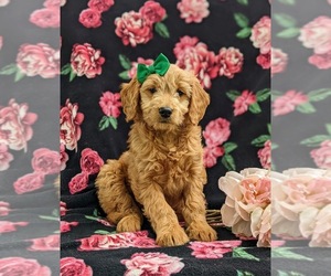 Goldendoodle (Miniature) Puppy for sale in KIRKWOOD, PA, USA