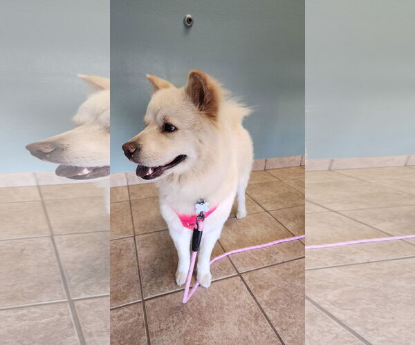Medium Photo #5 Chow Chow-Samoyed Mix Puppy For Sale in Chandler, AZ, USA