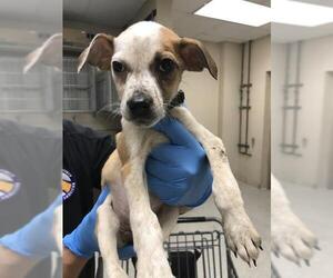 Mutt Dogs for adoption in Conroe, TX, USA