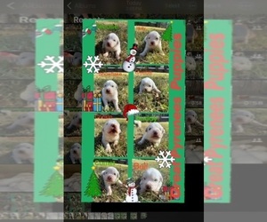 Great Pyrenees Litter for sale in TULSA, OK, USA