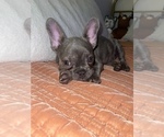 Small Photo #8 French Bulldog Puppy For Sale in CANYON COUNTRY, CA, USA