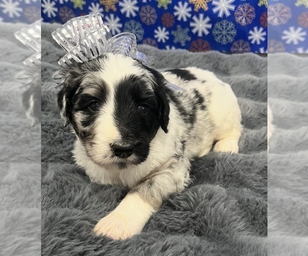 Medium Photo #6 Bernedoodle Puppy For Sale in CLEVELAND, TN, USA