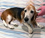 Small #2 Basset Hound