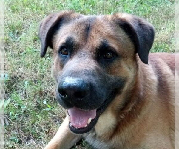 Medium Photo #2 Anatolian Shepherd-Mastiff Mix Puppy For Sale in Cabool, MO, USA