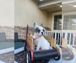 Small Photo #15 French Bulldog Puppy For Sale in VICTORVILLE, CA, USA
