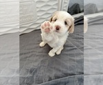 Puppy Righty Tibetan Terrier
