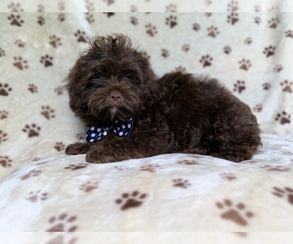 Medium Photo #5 ShihPoo Puppy For Sale in LAKELAND, FL, USA