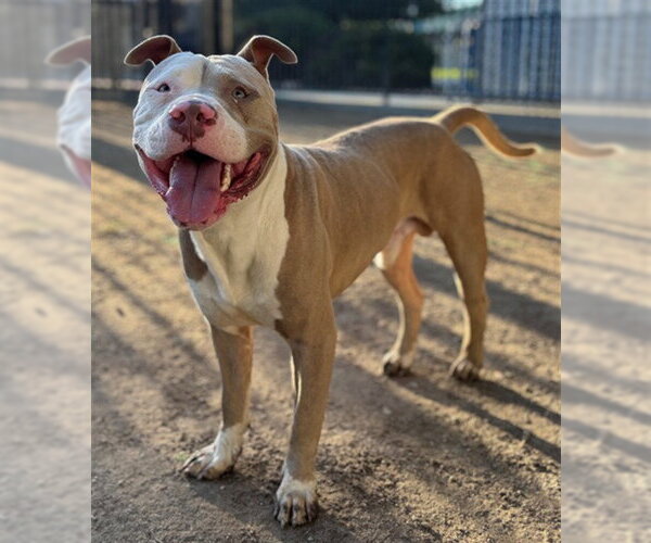 Medium Photo #1 American Pit Bull Terrier Puppy For Sale in Riverside, CA, USA
