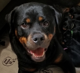 Mother of the Rottweiler puppies born on 06/15/2018