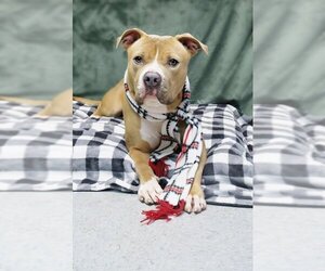 American Pit Bull Terrier-Unknown Mix Dogs for adoption in Spring Lake, NJ, USA
